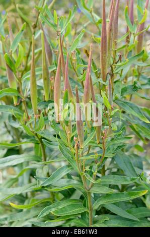 Schmetterling Seidenpflanze (Asclepias tuberosa) Stockfoto