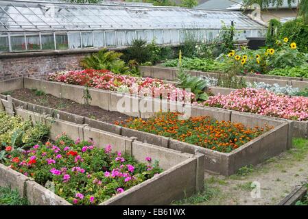Pelargonien (Pelargonium), Tagetes (Tagetes), Begonien (Begonia) und Sonnenblumen (helianthus) in kaltem Frames Stockfoto