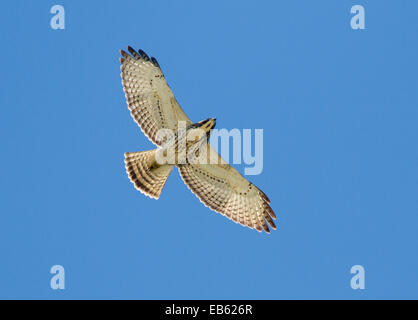 BREIT – GEFLÜGELTE Falke (Buteo Platypterus) auf Herbstzug nach Südamerika, Curry Hängematte Staatspark, wenig krabbeln Key, Florida, Stockfoto