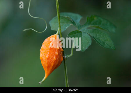 BALSAM Apfel, BALSAMBIRNE, BITTERMELONE oder afrikanische Gurke (Momordica Balsamina) Florida, USA. Invasive Arten Stockfoto