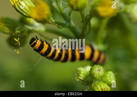 Zinnober Raupe (Tyria Jacobaeae) ernähren sich von Kreuzkraut (Senecio Jacobaea) Stockfoto