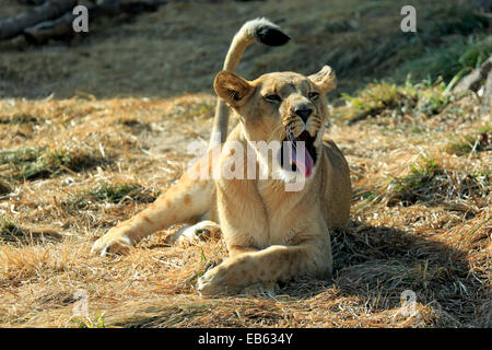 Gefangener weiblicher Löwe (Panthera Leo), Denver Zoo, Denver, Colorado USA Stockfoto