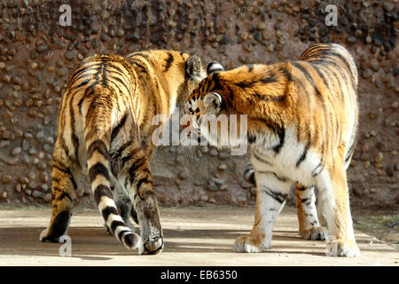 Gefangenschaft Tiger (Panthera Tigris), Zoo Denver, Denver, Colorado USA Stockfoto