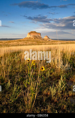 Gelbe Wildblumen und Pawnee Buttes, Pawnee National Grassland, Colorado USA Stockfoto