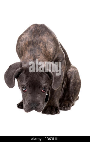 grauer Cane Corso Welpe Hund vor einem weißen Hintergrund Stockfoto