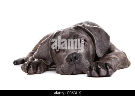 grauer Cane Corso Welpe Hund Verlegung vor einem weißen Hintergrund und starrte in die Kamera Stockfoto