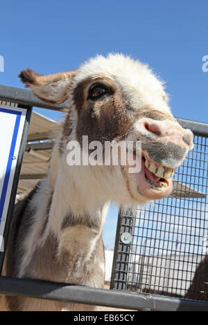 Esel, Equus Africanus Asinus lächelnd Stockfoto