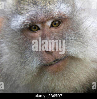 Porträt von Erwachsenen Crab-Eating Makaken-Affen (Macaca Fascicularis), Affenwald von Ubud, Bali, Indonesien Stockfoto