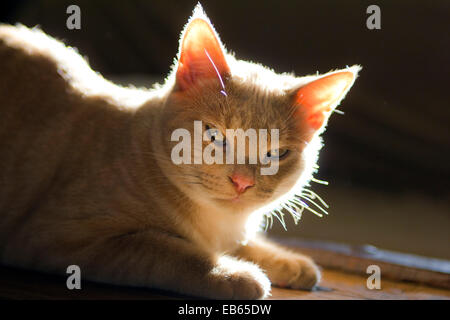 Inländische Tabby Kitten - 7 Monate alt Stockfoto