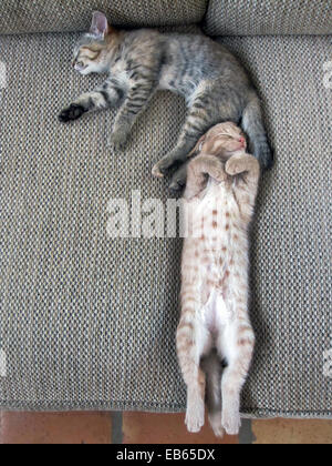 Zwei kurzhaarige Hauskatzen schlafen zusammen - Bruder/Schwester Stockfoto