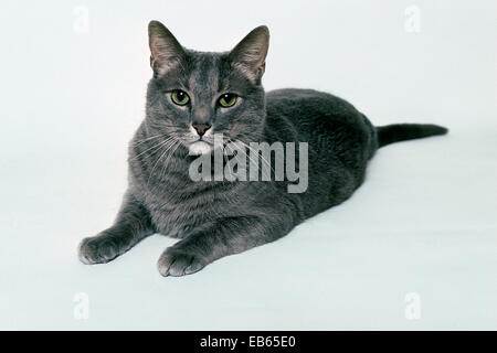 Erwachsene, Tabby Katze Stockfoto