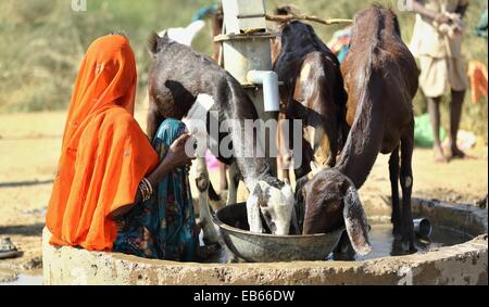 Alte indische Frau er Wasser aus dem Brunnen nach ihren Ziegen-Indien Stockfoto