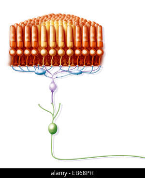 NETZHAUT, ILLUSTRATION Stockfoto