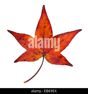 im Herbst rot und orange Ahornblatt isoliert Stockfoto