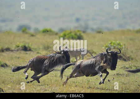 Wilde Tiere auf der Flucht vor einem Geparden laden im Hintergrund in den Ebenen der Masai Mara in Afrika Stockfoto