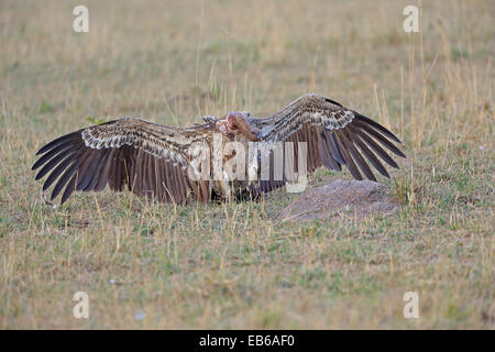 Ein Ruppell Gänsegeier kommen ins Land in die Masai Mara in Kenia Stockfoto