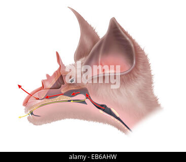 FLEDERMAUS-ANATOMIE Stockfoto