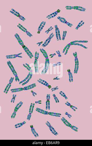 CHROMOSOM Stockfoto