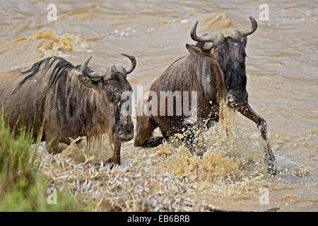 Gnus, die Überquerung des Mara Flusses in Masai Mara während der großen jährlichen migration Stockfoto