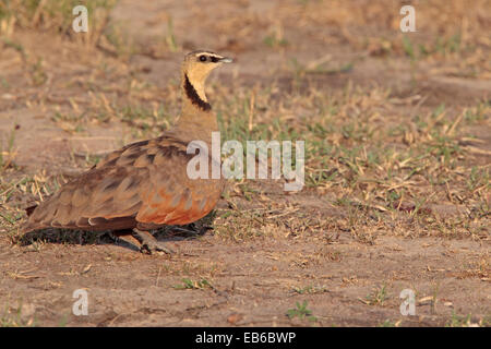 Männliche Kastanie Bellied Sandgrouse Stockfoto