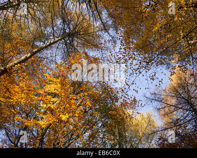 Herbstliche Sonnenlicht durch Buche Bäume in einem englischen Waldgebiet Stockfoto