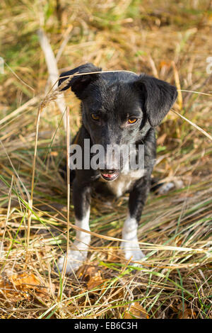 Obdachloser junger Hund mit ein sehr freundlicher Augen sitzen auf dem Rasen und will spielen Stockfoto