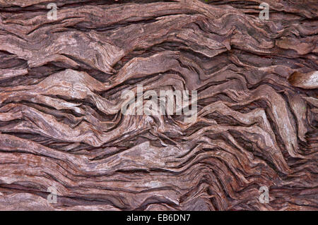 Extreme Nahaufnahme von gealterten abblätternde Texturen und Muster auf Baumstamm Stockfoto