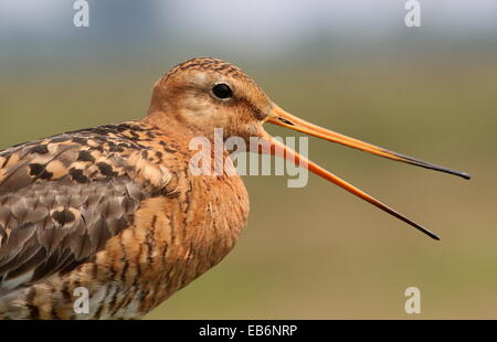 Temperamentvolle Uferschnepfe (Limosa Limosa) in Nahaufnahme von Oberkörper und Kopf, rief: Rechnung offen Stockfoto