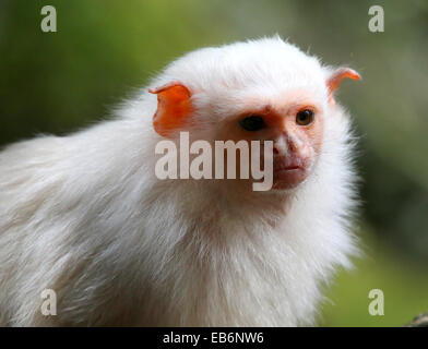 South American silbrig Marmoset (Mico Argentatus, Callithrix Argentata)-Porträt Stockfoto