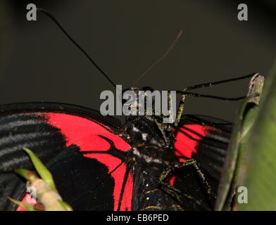 Weibliche Scarlet oder rot Mormone Schmetterling (Papilio Deiphobos Rumanzovia), extreme Nahaufnahme von Körper und Kopf Stockfoto