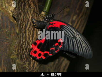 Eierlegenden weiblichen Scarlet oder rot Mormone Schmetterling (Papilio Deiphobos Rumanzovia) Stockfoto