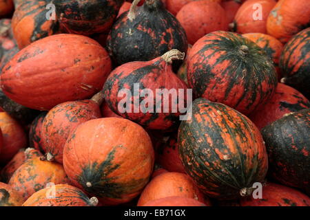 Sortiment von Cucurbita verschiedene Kürbisse, Kürbis und Kürbisse Stockfoto