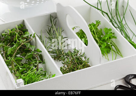 Frisch geschnittene Kräuter aus dem Garten (Majoran, Kresse, Rosmarin, Thymian, Petersilie, Schnittlauch) in weiße Holzkiste auf Küchentisch Stockfoto