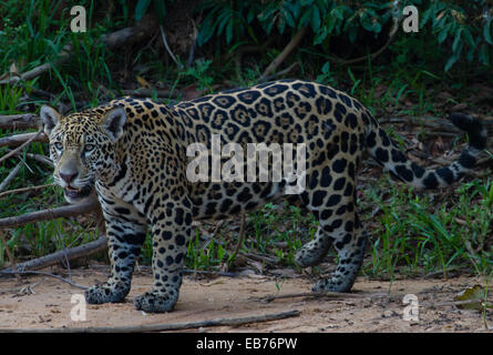 Jaguar (Panthera Onca) in Regenwald Lebensraum des Pantanal Mato Gross Staat, Brasilien Stockfoto