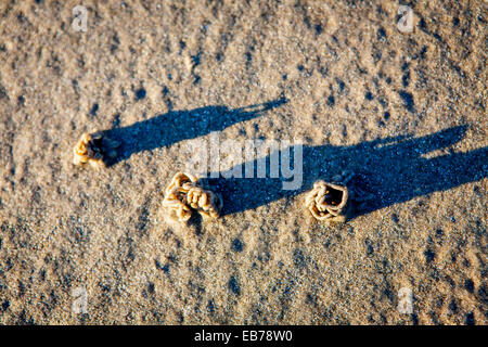 Worm Casts an einem Strand mit langen Abend Schatten Stockfoto