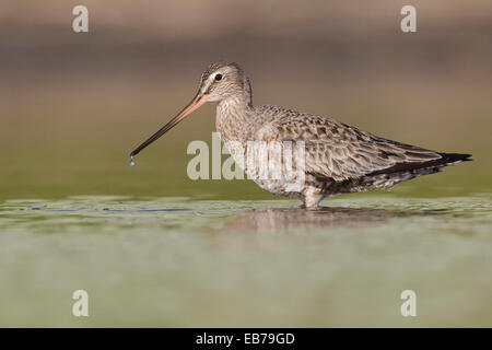 Hudsonian Schnepfen - Limosa Haemastica - Erwachsene im Übergang zur Zucht Stockfoto