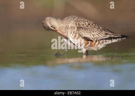 Hudsonian Schnepfen - Limosa Haemastica - Erwachsene im Übergang zur Zucht Stockfoto