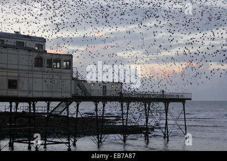 Aberystwyth, Wales. Ein Murmuration der Stare zurück Roost auf der Mole bei Sonnenuntergang. Stockfoto