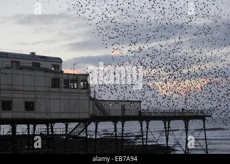 Aberystwyth, Wales. Ein Murmuration der Stare zurück Roost auf der Mole bei Sonnenuntergang. Stockfoto