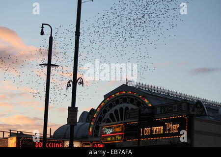 Aberystwyth, Wales. Ein Murmuration der Stare zurück Roost auf der Mole bei Sonnenuntergang. Stockfoto