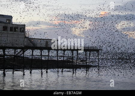 Aberystwyth, Wales. Ein Murmuration der Stare zurück Roost auf der Mole bei Sonnenuntergang. Stockfoto