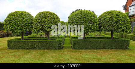 Topiary und Eibe Hecken in Wilkins Pleck Garten, Whitmore, Newcastle unter Lyme, Stoke on Trent, Staffordshire, England, Großbritannien Stockfoto