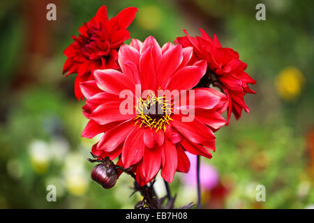 Die roten Blüten und Blumen eine Dahlie namens 'Bishop of Llandaff' Stockfoto