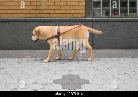 Eine realistisch aussehende Puppe ein Hund auf der Straße in New York City Stockfoto