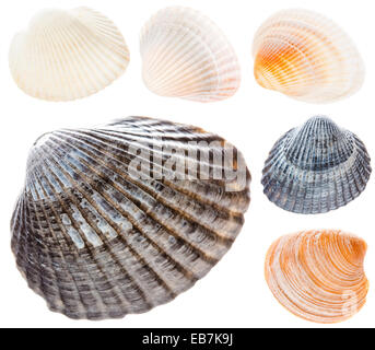 Meer dafГјr Isolated On White Background. Grau, braun, weiße Muscheln. Eingestellten Collage-Sammlung Stockfoto