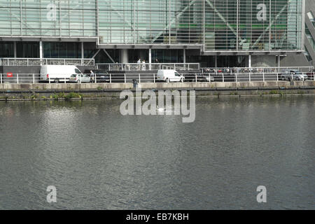 Sonnige Aussicht weißen Schwan schwimmen Manchester Ship Canal vor BBC MediaCity Gebäude, Salford Quays, UK Stockfoto