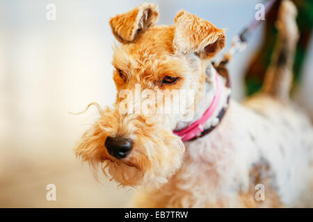 Wire Fox Terrier schließen sich Indoor-Porträt Stockfoto