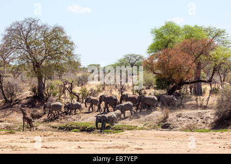 Elefanten und Giraffen trinken an Wasser Loch im Flusslauf in Ruaha Nationalpark Tansanias getrocknet Stockfoto