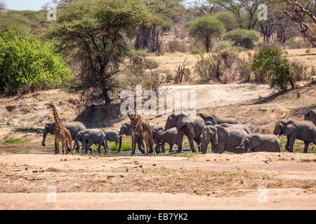 Elefanten und Giraffen trinken an Wasser Loch im Flusslauf in Ruaha Nationalpark Tansanias getrocknet Stockfoto