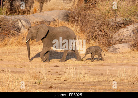 Afrikanischer Elefant, Mutter und Kalb im Flussbett in Ruaha Nationalpark Tansania ausgetrocknet Stockfoto